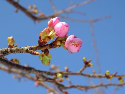 茅ヶ崎公園（河津ざくら）
