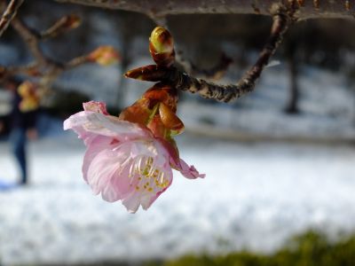 茅ヶ崎公園（河津ざくら）
