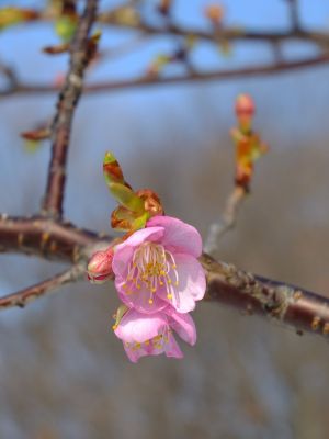 茅ヶ崎公園（河津ざくら）
