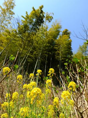都筑中央公園（菜の花）
