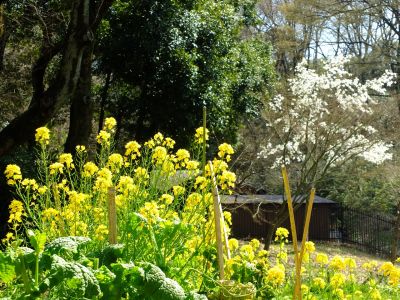 都筑中央公園（菜の花）
