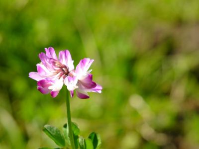 都筑中央公園（蓮華草）
