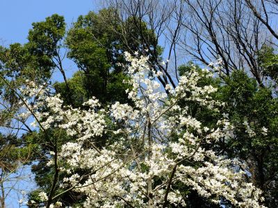 都筑中央公園（モクレン）
