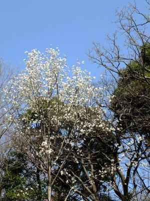 都筑中央公園（こぶし）
