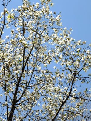 都筑中央公園（こぶし）
