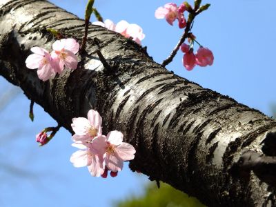都筑中央公園（横浜緋桜）
