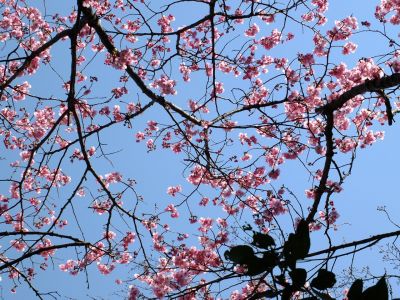 都筑中央公園（横浜緋桜）
