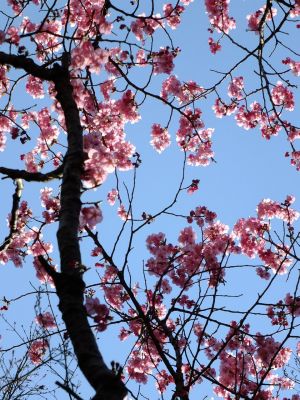 都筑中央公園（横浜緋桜）
