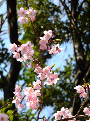都筑中央公園（横浜緋桜）
