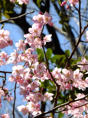都筑中央公園（横浜緋桜）
