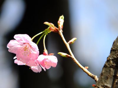 都筑中央公園（横浜緋桜）
