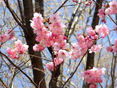 都筑中央公園（横浜緋桜）
