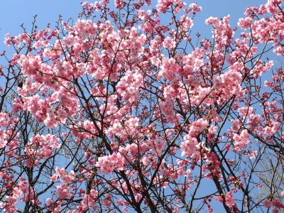 都筑中央公園（横浜緋桜）
