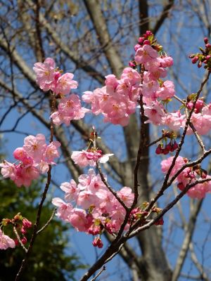 都筑中央公園（横浜緋桜）
