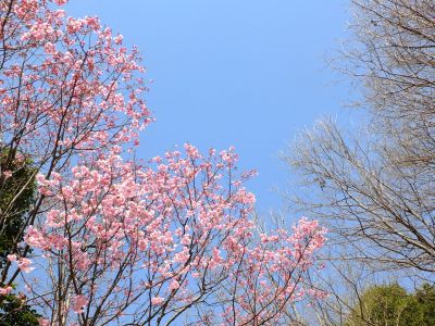 都筑中央公園（横浜緋桜）
