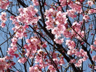 都筑中央公園（横浜緋桜）
