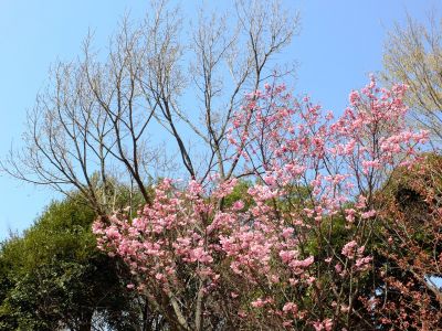 都筑中央公園（横浜緋桜）

