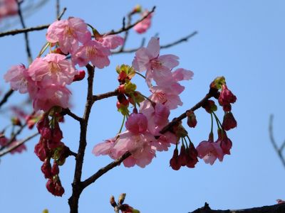 都筑中央公園（横浜緋桜）
