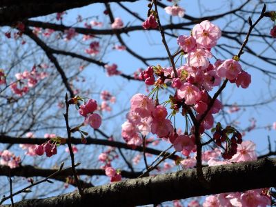 都筑中央公園（横浜緋桜）
