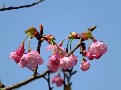 都筑中央公園（横浜緋桜）
