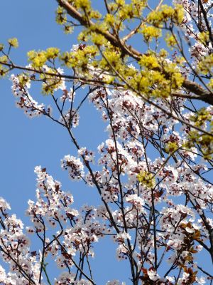 荏田南5丁目（桃源郷）
