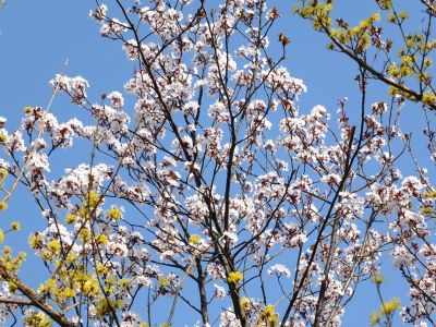 荏田南5丁目（桃源郷）

