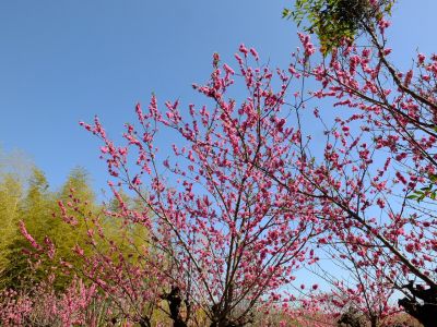荏田南5丁目（桃源郷）

