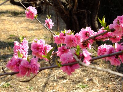 荏田南5丁目（桃源郷）
