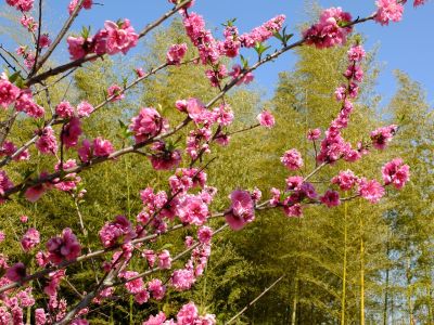 荏田南5丁目（桃源郷）
