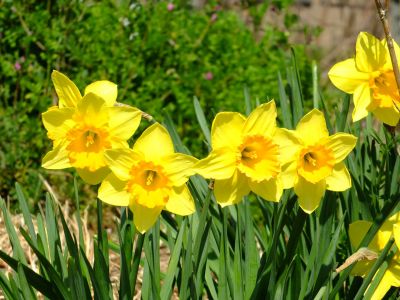 荏田南5丁目（桃源郷）水仙
