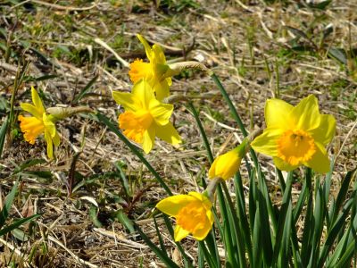 荏田南5丁目（桃源郷）水仙
