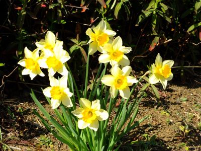 荏田南5丁目（桃源郷）水仙
