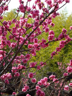 荏田南5丁目（桃源郷）
