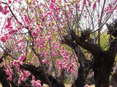 荏田南5丁目（桃源郷）
