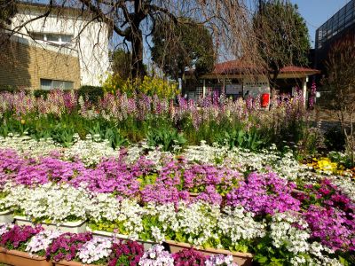 花のある商店街（荏田近隣センター商店街）
