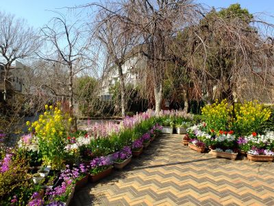 花のある商店街（荏田近隣センター商店街）
