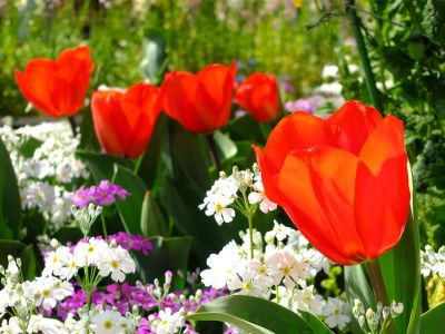 花のある商店街（荏田近隣センター商店街）
