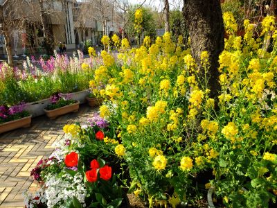 花のある商店街（荏田近隣センター商店街）
