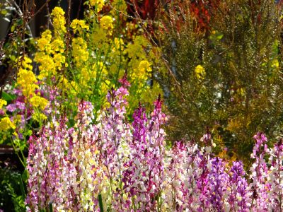 花のある商店街（荏田近隣センター商店街）
