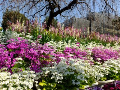 花のある商店街（荏田近隣センター商店街）
