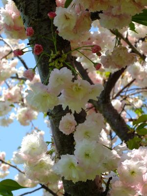 「川和町駅前」松月桜
