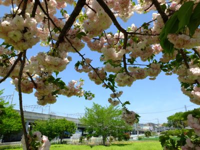 「川和町駅前」松月桜
