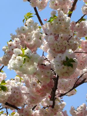 「川和町駅前」松月桜
