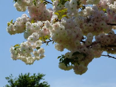 「川和町駅前」松月桜

