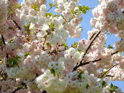 「川和町駅前」松月桜
