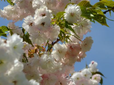 「川和町駅前」松月桜

