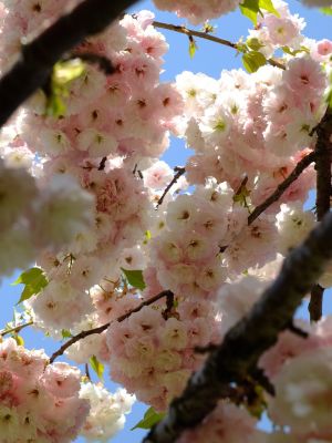 「川和町駅前」松月桜
