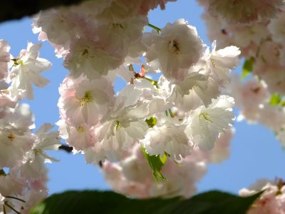 「川和町駅前」松月桜
