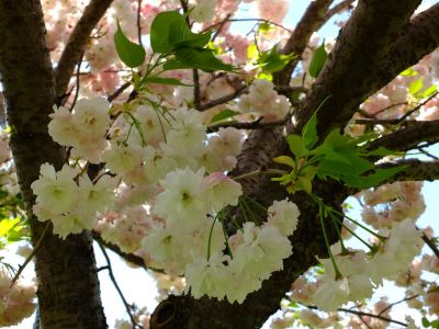 「川和町駅前」松月桜
