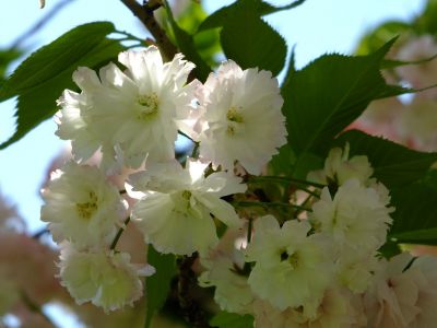「川和町駅前」松月桜
